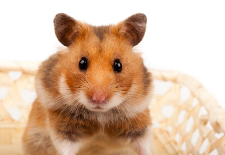 寵物鼠親人訓練 寵物鼠親人訓練