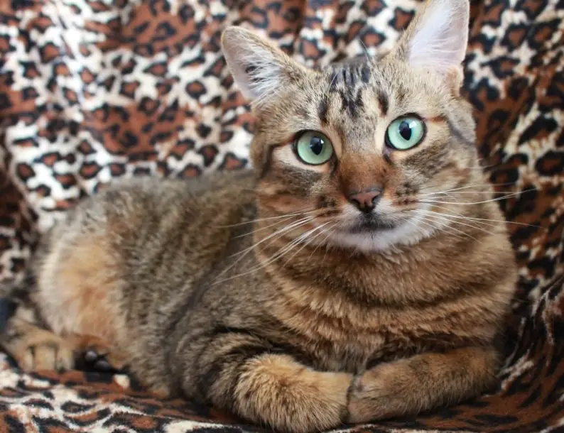 貓 不能吃的水果