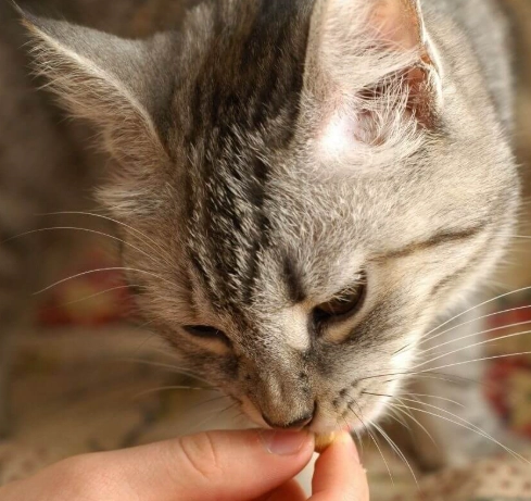 貓吃麵包安全嗎