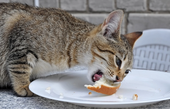 貓可以吃吐司嗎