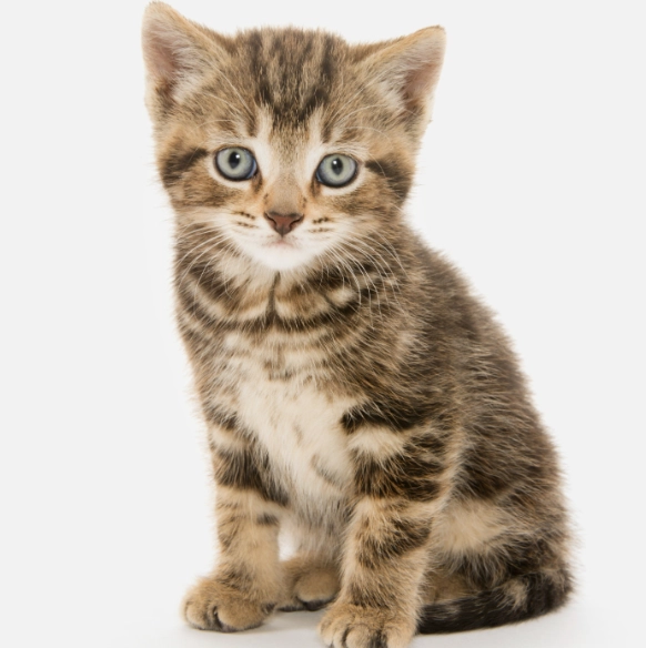 貓 不能吃的水果