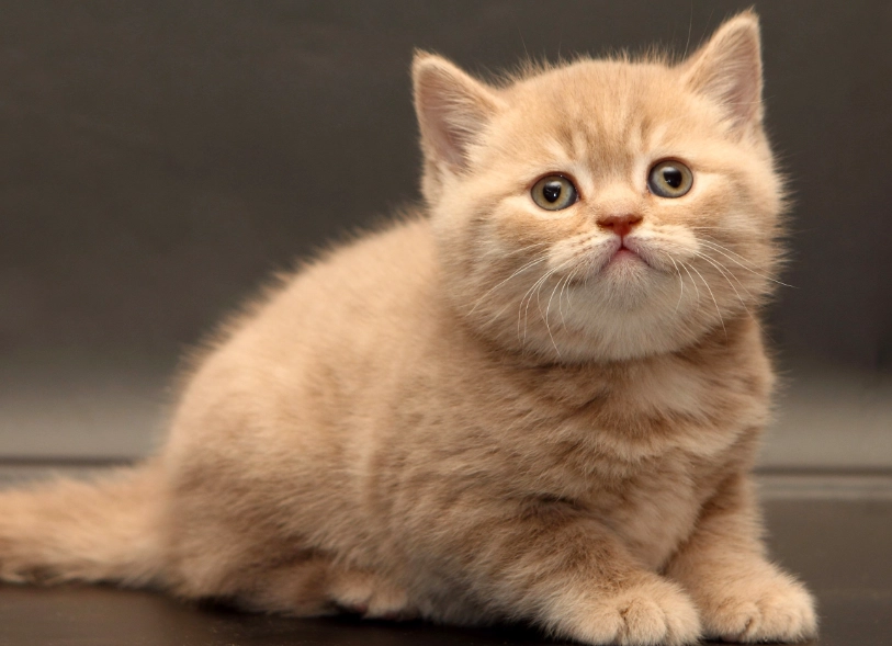 貓可以吃人類食物嗎