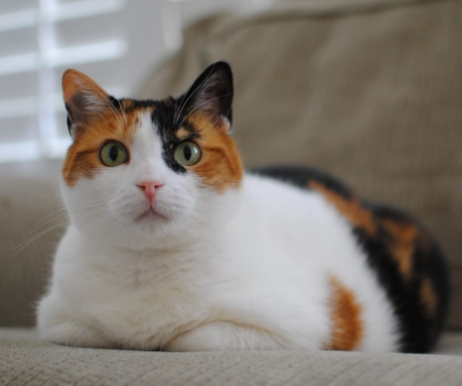 貓可以吃提子嗎