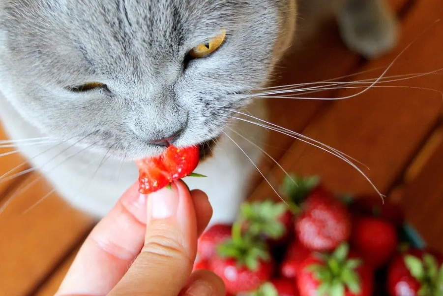 貓咪可以吃的水果