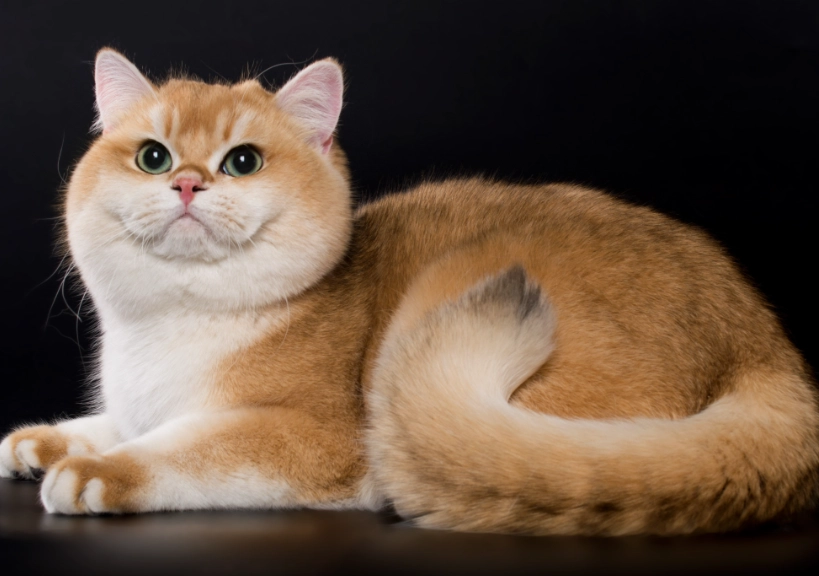 貓可以吃人類食物嗎