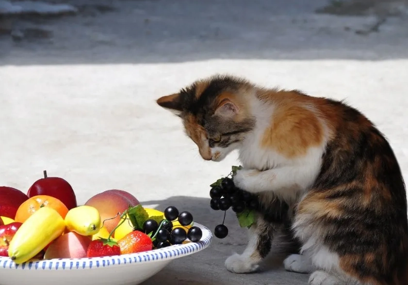 貓咪可以吃的水果