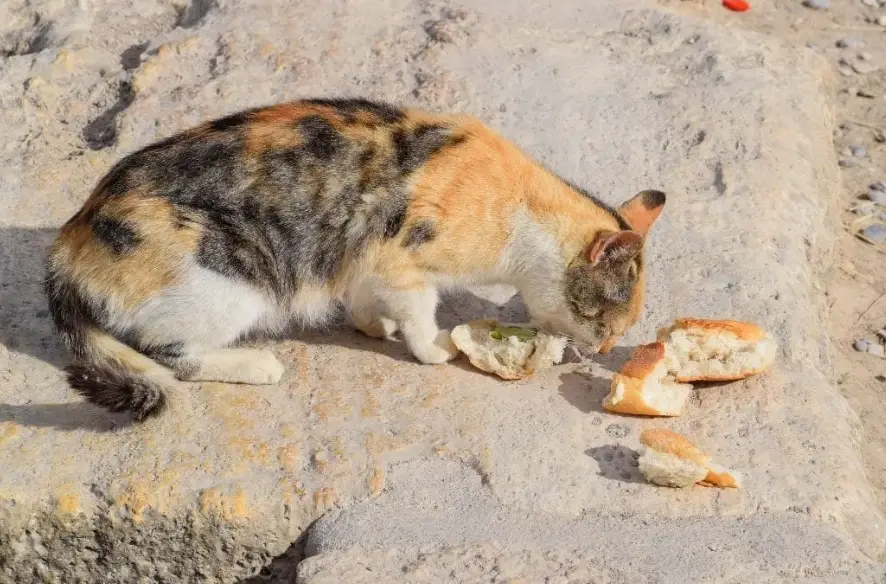 貓可以吃吐司嗎