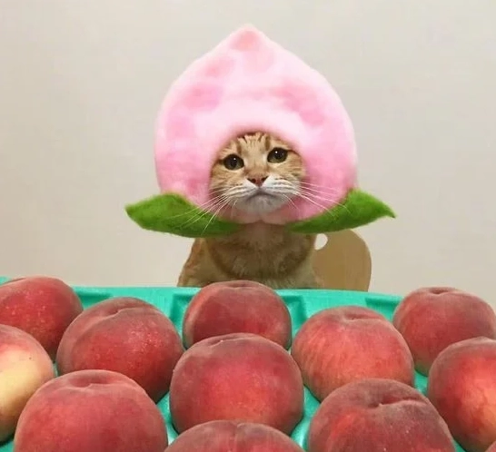 水果對貓的危害