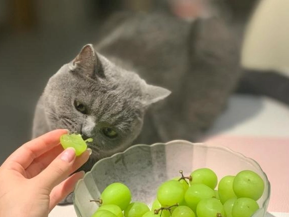 水果對貓的危害