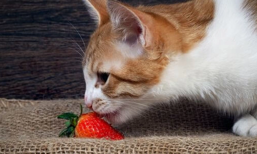 貓不能吃的水果清單：飼主必知的危險食物完整指南