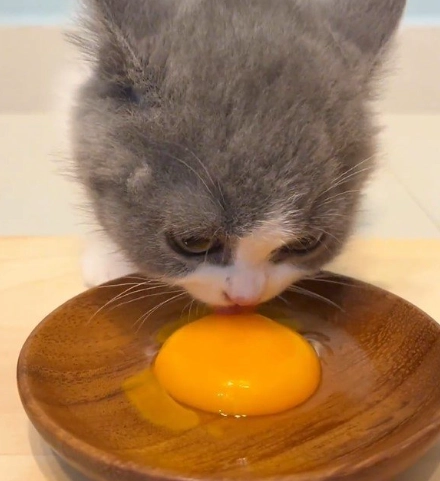 貓蛋黃好處 貓蛋黃好處