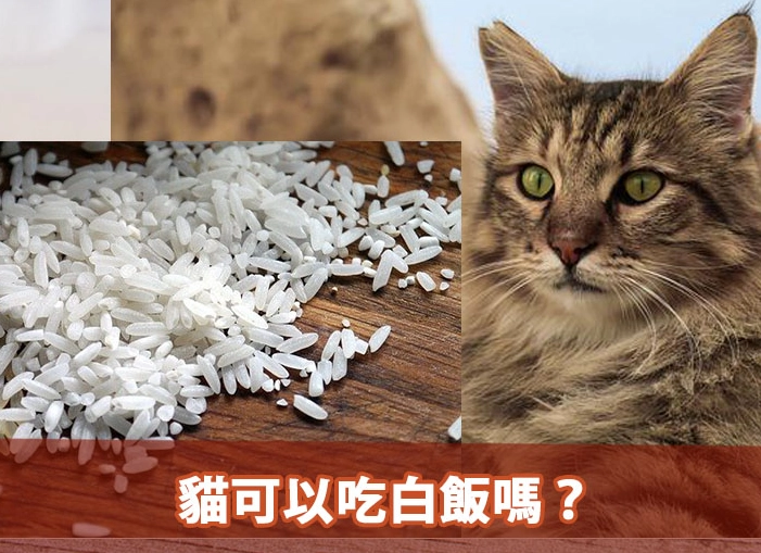 貓咪吃白飯 貓咪吃白飯