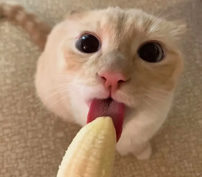 貓咪飲食禁忌 貓咪飲食禁忌