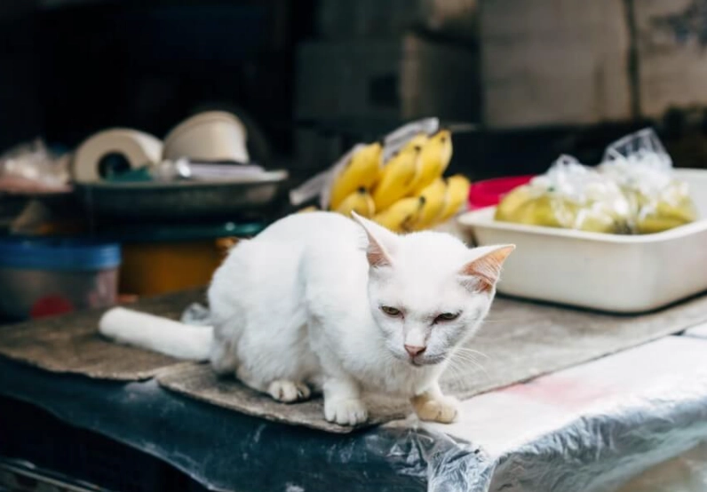 貓不能吃的水果 貓不能吃的水果