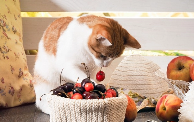 水果對貓的危害