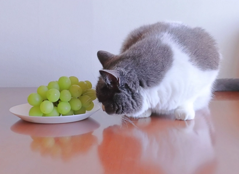 香蕉對貓有害嗎 香蕉對貓有害嗎