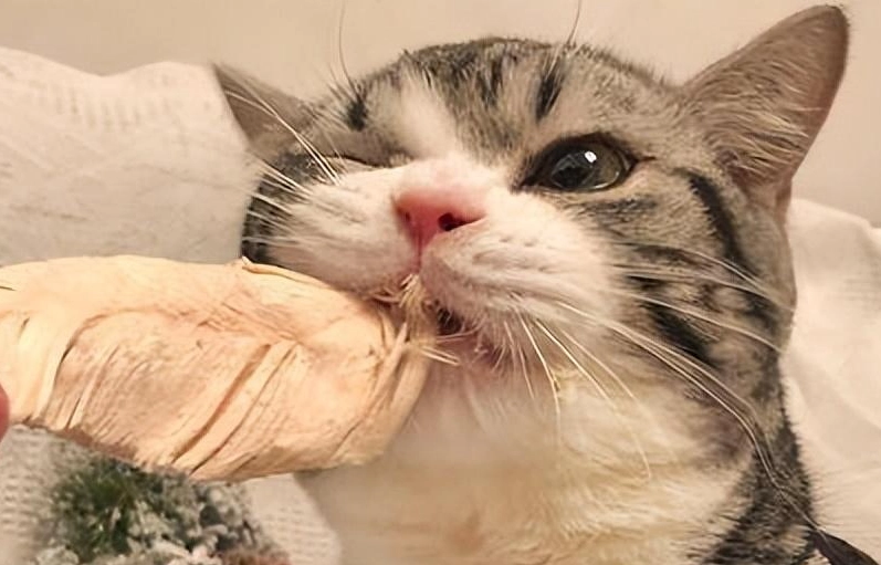 貓咪 零食 安全