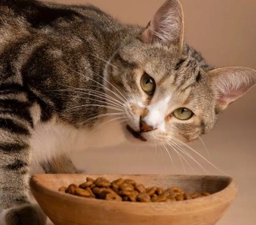 貓咪吃白飯 貓咪吃白飯