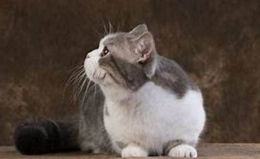 貓飲食禁忌 貓飲食禁忌