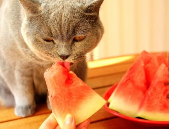 貓可以吃的水果 貓可以吃的水果