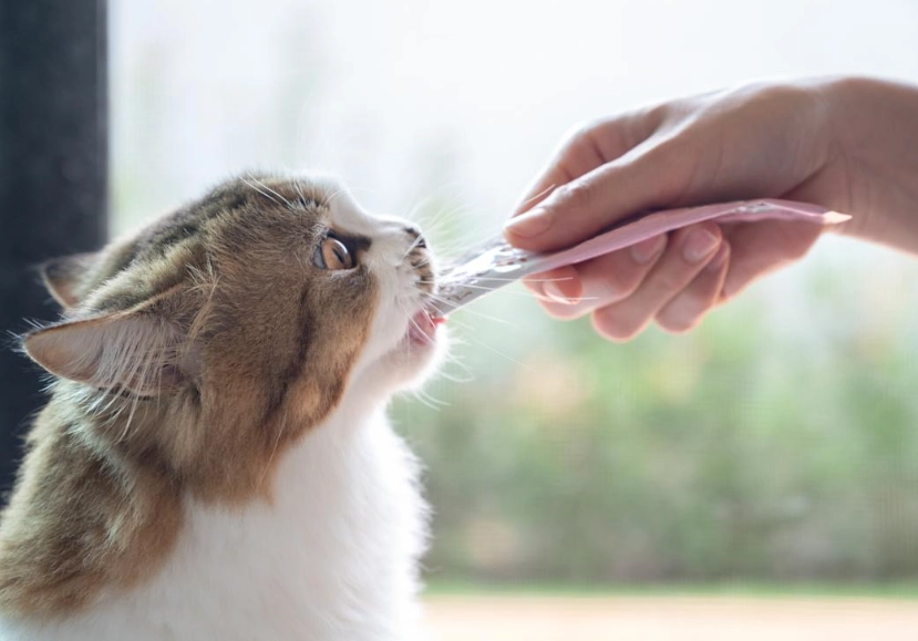 貓咪飲食禁忌 貓咪飲食禁忌