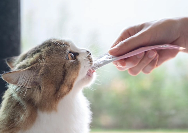 貓咪 可以吃 豬肉嗎