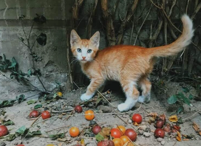 貓中毒症狀 貓中毒症狀