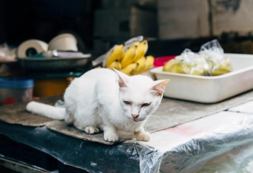 貓咪飲食禁忌 貓咪飲食禁忌