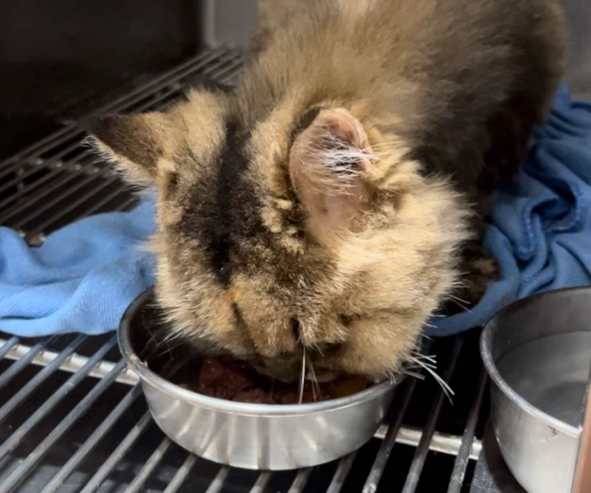 貓咪 零食 安全