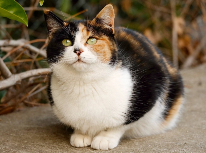 貓蛋黃好處 貓蛋黃好處