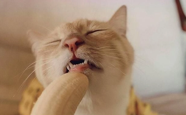 香蕉貓可以吃嗎？獸醫解析貓咪飲食安全與風險