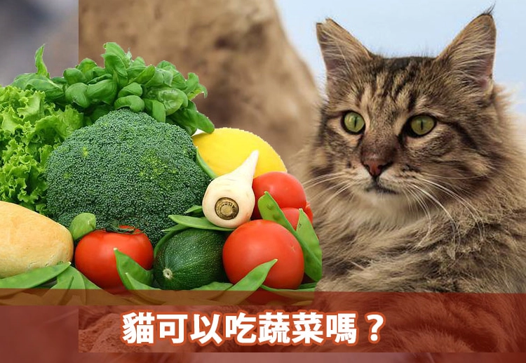 貓咪蔬菜清單