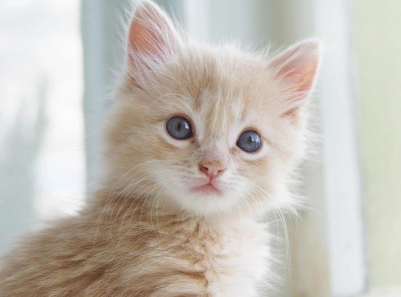 香茅 對 貓 有害 嗎