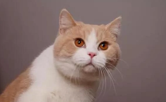 貓咪盯著主人看