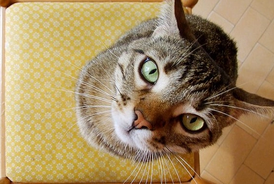 貓咪盯著主人看