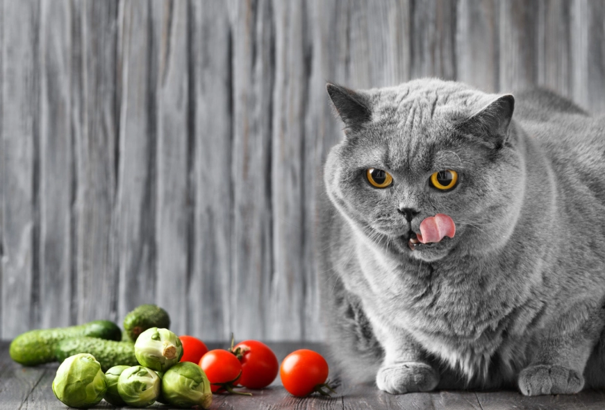 貓咪可以吃花椰菜嗎