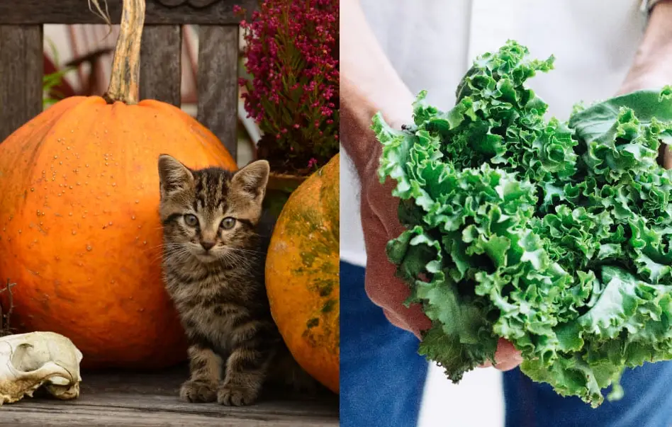 貓咪可以吃花椰菜嗎