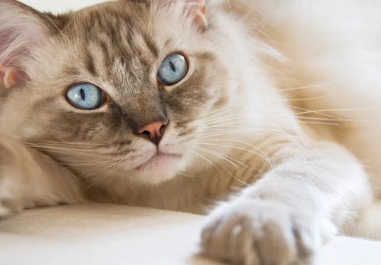 貓咪盯著主人看