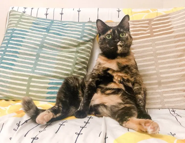 香茅 對 貓 有害 嗎