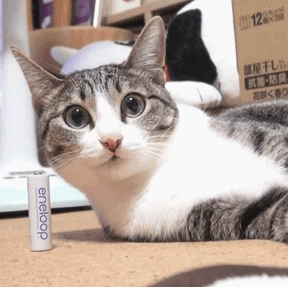 貓咪瞪人怎麼辦 貓咪瞪人怎麼辦