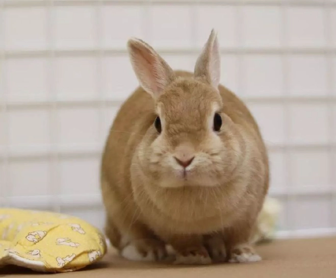 迷你兔 壽命 迷你兔 壽命