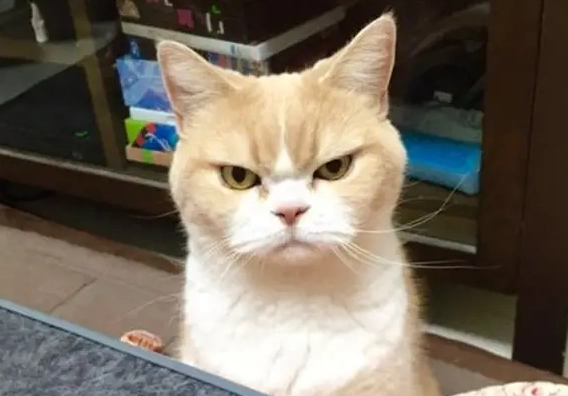 貓咪瞪人怎麼辦 貓咪瞪人怎麼辦