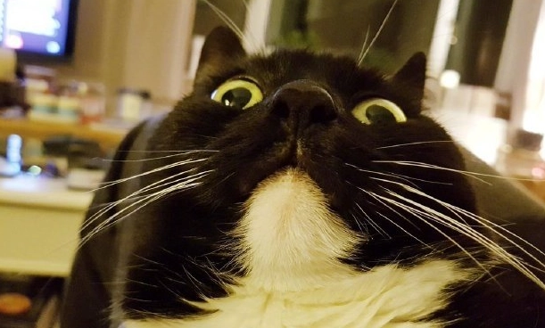 貓咪一直瞪人 貓咪一直瞪人