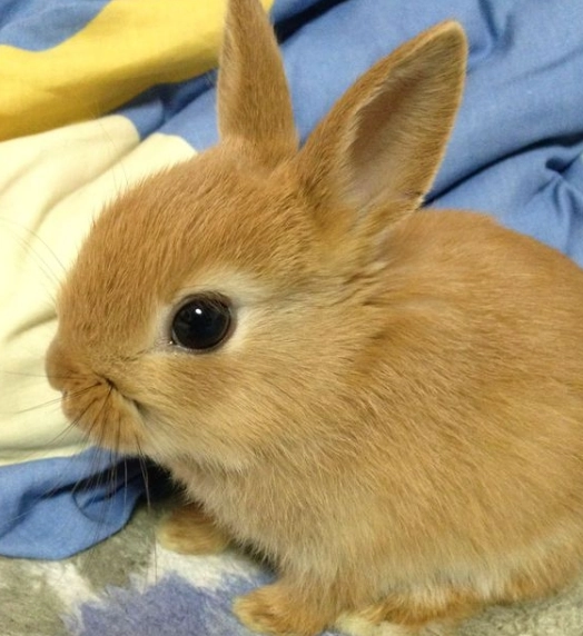侏儒兔照顧