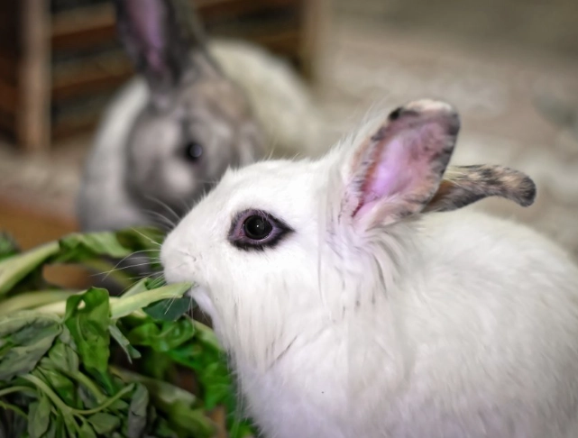 兔子 平均壽命 兔子 平均壽命