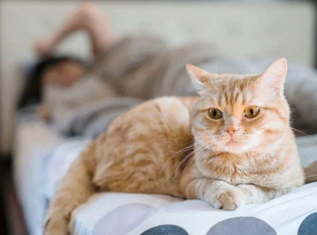 猫咪看着主人睡觉 猫咪看着主人睡觉