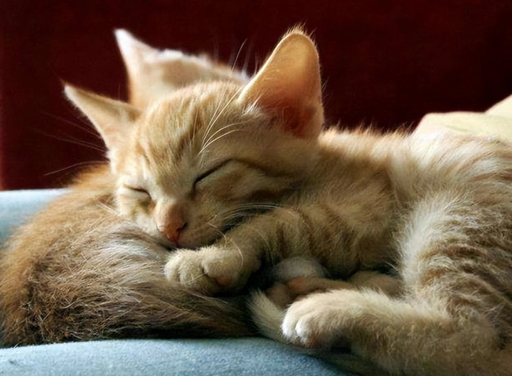 猫咪凝视主人 猫咪凝视主人