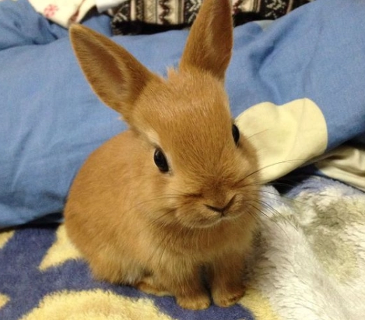 兔子飼養指南 兔子飼養指南