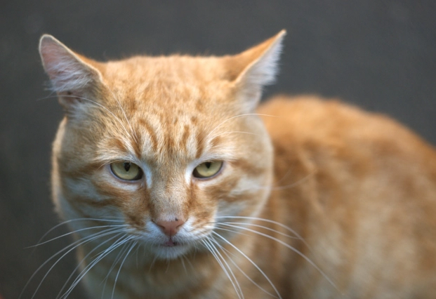 貓咪瞪人意思 貓咪瞪人意思