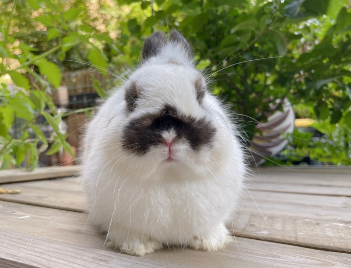 兔子飼養指南 兔子飼養指南